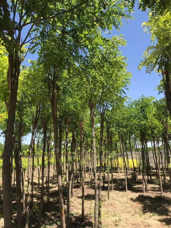 嫁接香花槐